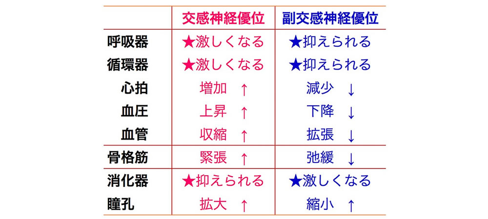 自律神経の表